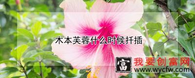 木本芙蓉什么时候扦插