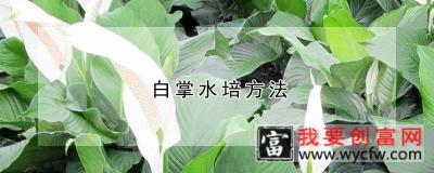 白掌水培方法