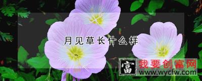 月见草长什么样