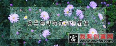 荷兰菊开完花如何剪枝