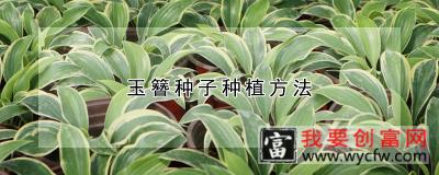 玉簪种子种植方法