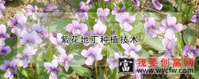 紫花地丁<a href=https://www.wycfw.com/e/tags/?tagid=130 target=_blank class=infotextkey>种植技术</a>