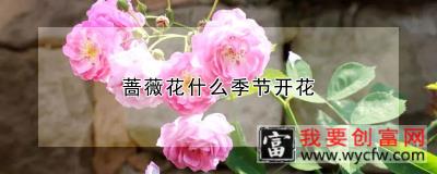 蔷薇花什么季节开花