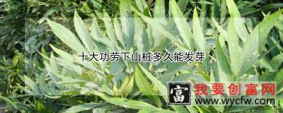 十大功劳下山桩多久能发芽