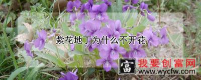 紫花地丁为什么不开花