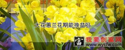 大花蕙兰花期能换盆吗