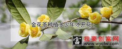 金花茶种植多少年才开花