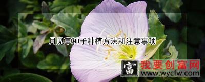 月见草种子<a href=https://www.wycfw.com/e/tags/?tagid=232 target=_blank class=infotextkey>种植方法</a>和注意事项