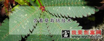 含羞草<a href=https:/www.wycfw.com/e/tags/?tagid=230 target=_blank class=infotextkey>栽培技术</a>