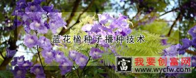 蓝花楹种子播种技术