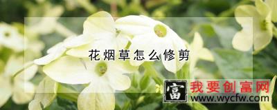 花烟草怎么修剪