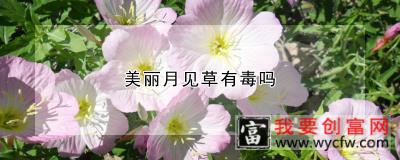 美丽月见草有毒吗