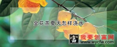 金花茶夏天怎样浇水