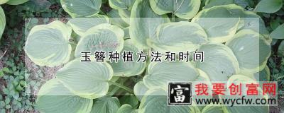 玉簪种植方法和时间