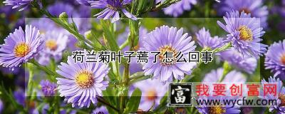 荷兰菊叶子蔫了怎么回事