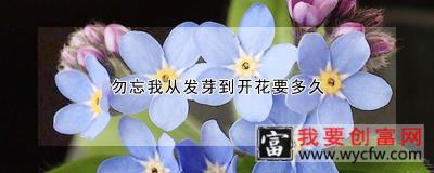 勿忘我从发芽到开花要多久