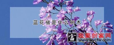 蓝花楹是什么树木