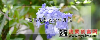 蓝雪花怎么全年开花