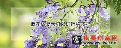 蓝花楹夏天可以进行移栽吗