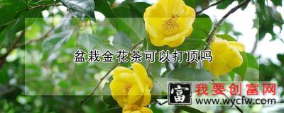 盆栽金花茶可以打顶吗