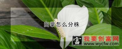 白掌怎么分株