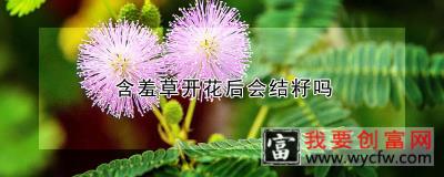 含羞草开花后会结籽吗