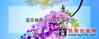 蓝花楹树适合种在家里吗