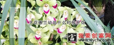 大花蕙兰幼苗什么时候开花