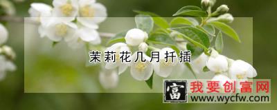 茉莉花几月扦插