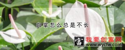 白掌怎么总是不长