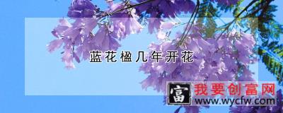 蓝花楹几年开花