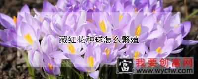 藏红花种球怎么繁殖