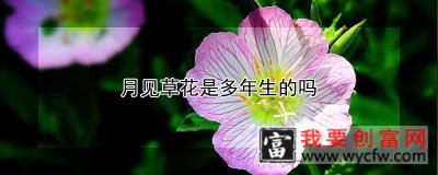 月见草花是多年生的吗