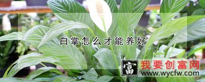 白掌怎么才能养好