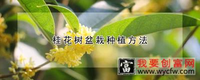 桂花树盆栽种植方法