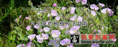 月见草的<a href=https://www.wycfw.com/e/tags/?tagid=232 target=_blank class=infotextkey>种植方法</a>盆栽