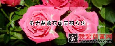 冬天蔷薇花的养殖方法