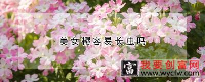 美女樱容易长虫吗