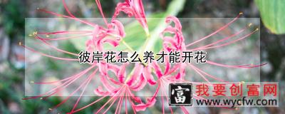 彼岸花怎么养才能开花