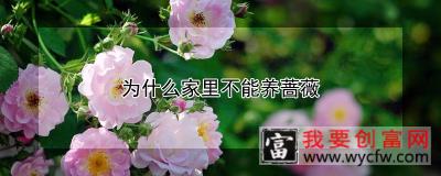 为什么家里不能养蔷薇