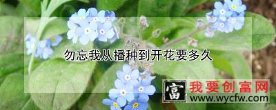 勿忘我从播种到开花要多久