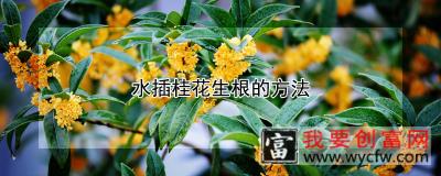 水插桂花生根的方法