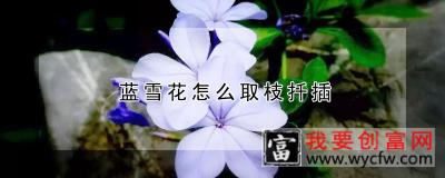 蓝雪花怎么取枝扦插