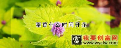 藿香什么时间开花