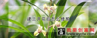 建兰开花后怎么修剪