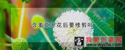 含羞草开花后要修剪吗