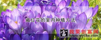 藏红花的室内<a href=https://www.wycfw.com/e/tags/?tagid=232 target=_blank class=infotextkey>种植方法</a>