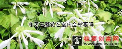 冬天玉簪花在室内会枯萎吗