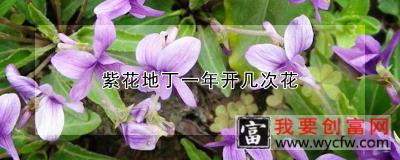 紫花地丁一年开几次花