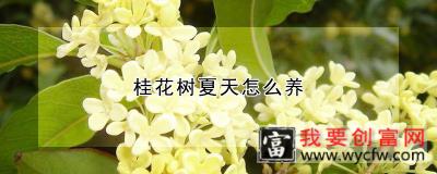 桂花树夏天怎么养